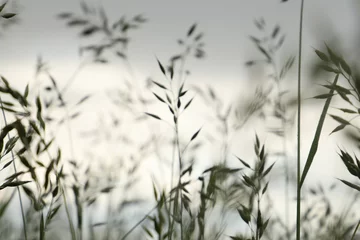 Crédence de cuisine en verre imprimé Herbe plants in the wind against sky