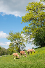 three horses grazing on a pasture, budding trees behind. spring landscape