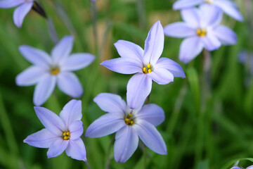 Blue Ipheion uniflorum 'Wisley Blue' also known as Spring starflower or Mexican Star in flower.