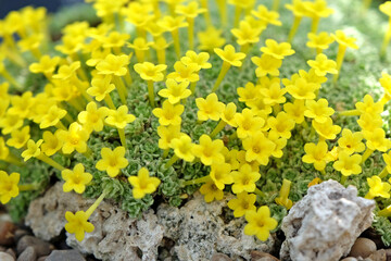 Tiny yellow flowers of Dionysia Tapetodes, also known as cushion primrose, in flower