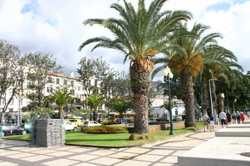 Fototapeta na wymiar Avenida do Mar in Funchal, Palm Trees