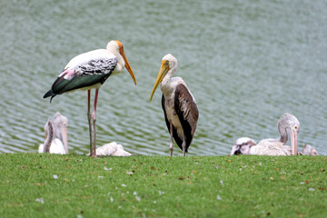 The Painted Stork bird (Mycteria leucocephala) in garden