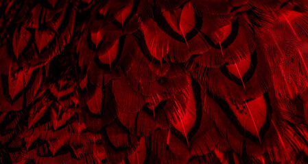 red feathers with an interesting pattern. background