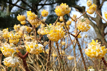 Yellow Edgeworthia chrysantha ÔGrandifloraÕ, also known as Japanese Paperbush or Worthingtonia, in flower.