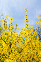 Forsythia flowers against a blue sky. Golden Bell, Border Forsythia (Forsythia x intermedia, europaea) blooming in spring garden bush. Yellow forsythia branch in springtime is an ornamental shrub.