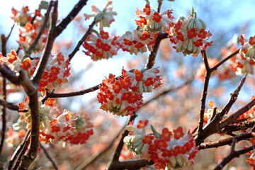 Red Edgeworthia chrysantha 'red dragon' paperbush in flower.