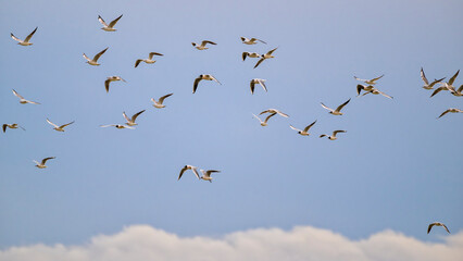 Flock of black-headed gulls (Chroicocephalus ridibundus) in flight. Mix of winter and summer plumage.