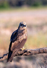 Black kite on leafless branch.