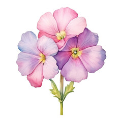 Primrose Flower Clipart