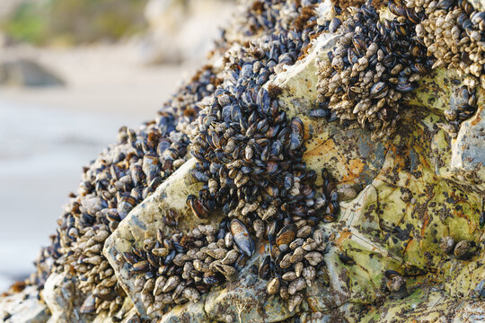Goose barnacles, or stalked barnacles or gooseneck barnacles, are filter-feeding crustaceans attached to rocks at Avila Beach, California Central Coast
