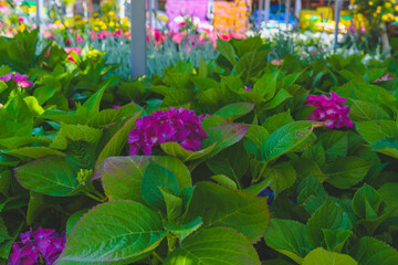 Variety of plants and flowers for sale at a garden nursery. Hydrangea greenhouse plants in flower...