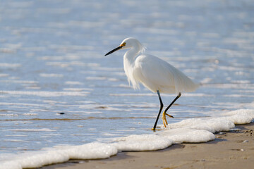 White heron or Little egret, or Egretta garzetta, walking on the beach