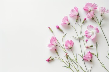 Delicate pink blossoms on a white background. Flowers greeting card for Mother's Day, Woman's Day, Easter, Valentine's Day, Wedding, and Birthday celebration. Flat lay, empty space, top view.