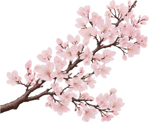 Obraz premium 봄,벚꽃