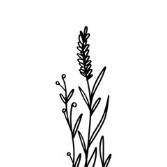 Illustration of lavender flower