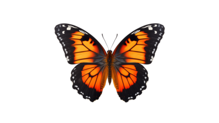 Butterfly insect cutout. Isolated black and orange butterfly on transparent background
