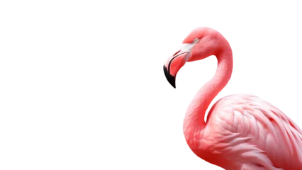 Fotobehang Pink flamingo animal cutout. Flamingo in side view on transparent background © yLemon