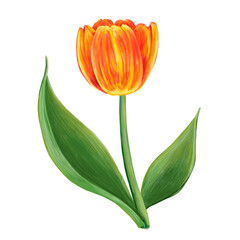 Fototapeta premium Computer floral illustration. Red-yellow tulip on a white background.