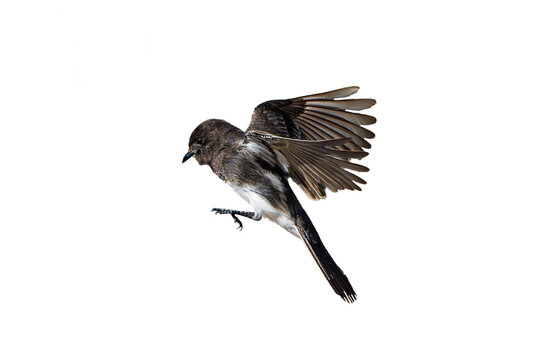 Black Phoebe (Sayornis nigricans) Photo in Flight on a Transparent PNG Background