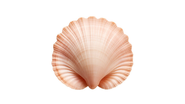 Sea shell cut out. Isolated seashell on transparent background