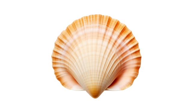 Orange sea shell cut out. Isolated seashell on transparent background
