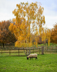 A sheep grazes in a field in autumn beneath a beautiful tree in golden autumn foliage and a rustic wooden fence