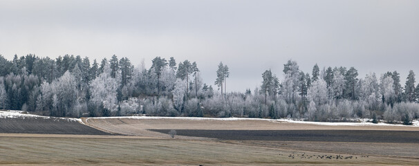 Farm landscape in Sweden with frosty tree in spring