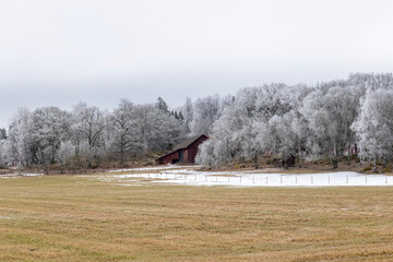 Farm landscape in Sweden with frosty tree in spring - 757363372