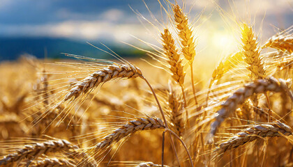 Wheat field. Ears of golden wheat close up. Beautiful Nature Sunset Landscape. Rural Scenery under Shining Sunlight. Background of ripening ears of wheat field. Rich harvest Concept