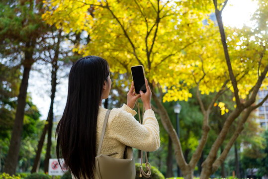 Woman use mobile photo to take photo of the Ginkgo tree at Autumn season