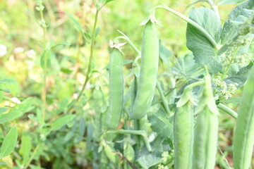 Green pea pod in the plants. There is a lot of vitamins  and Minerals in it. The pea is most...