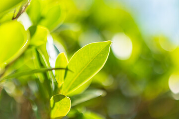 Natural plant green leaf in garden with bokeh background