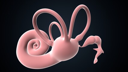 human ear drum and cochlea anatomy. 3d render