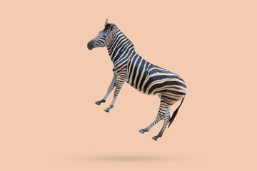 Fototapeta premium zebra floated on brown background minimal concept