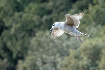 A young seagull hovers above the sea with the background trees deliberately blurred to focus on the bird in flight