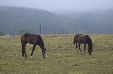 Horses in the meadow