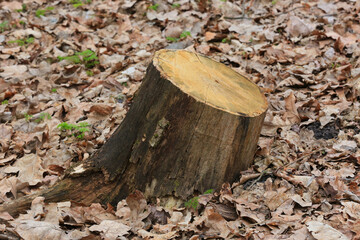 old wooden stump - 757367767