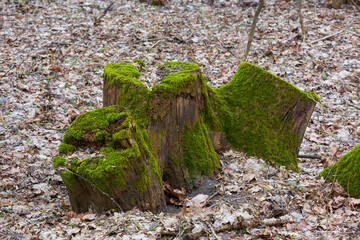 green moss on wooden stump