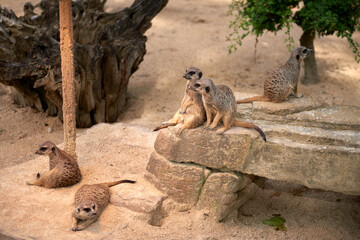 Obraz premium Meerkats' Oasis in the Heart of the Zoo. Enchanting Meerkats. Zoo Marvels: Enchanting Meerkats in Captivity. Playful Meerkats Thriving in the Zoo Environment. Zoo Delights: Up-Close Encounters with