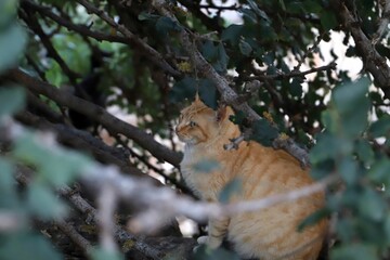 cat in a tree
