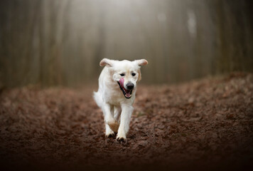 crazy golden retriever dog breed in running