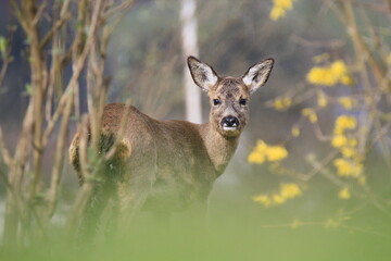 Rehwild (Capreolus capreolus)