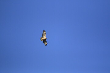 Mäusebussard (Buteo buteo)