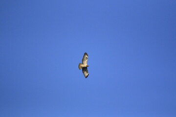 Mäusebussard (Buteo buteo)
