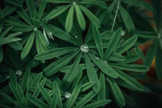 Closeup Image of Wildflower Leaves with Water Droplets