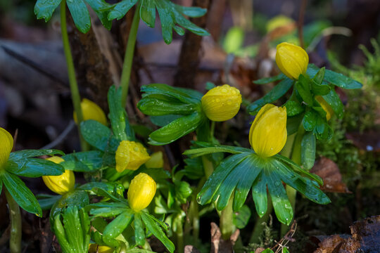 raindrops on yellow buds of acontie