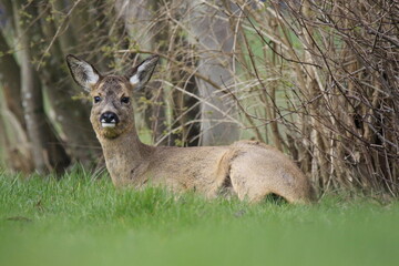 Fototapeta premium Reh (Capreolus capreolus)