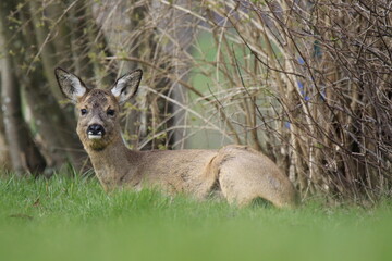 Reh (Capreolus capreolus)