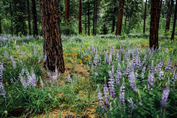 Field of Wildflowers in a forest