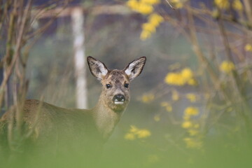 Reh (Capreolus capreolus)